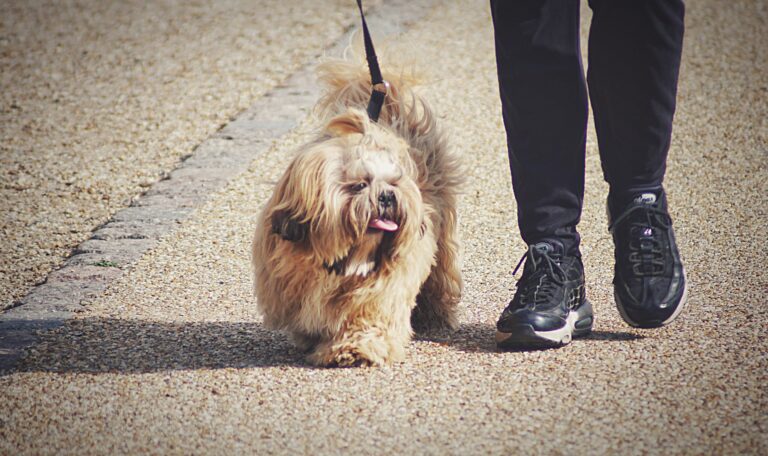 Trusted dog walking service near Highland Beach and West Boca