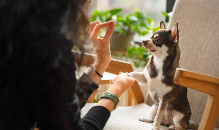 pet sitting west palm beach