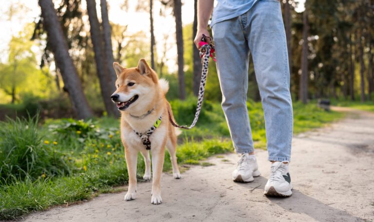 dog walking Boynton Beach
