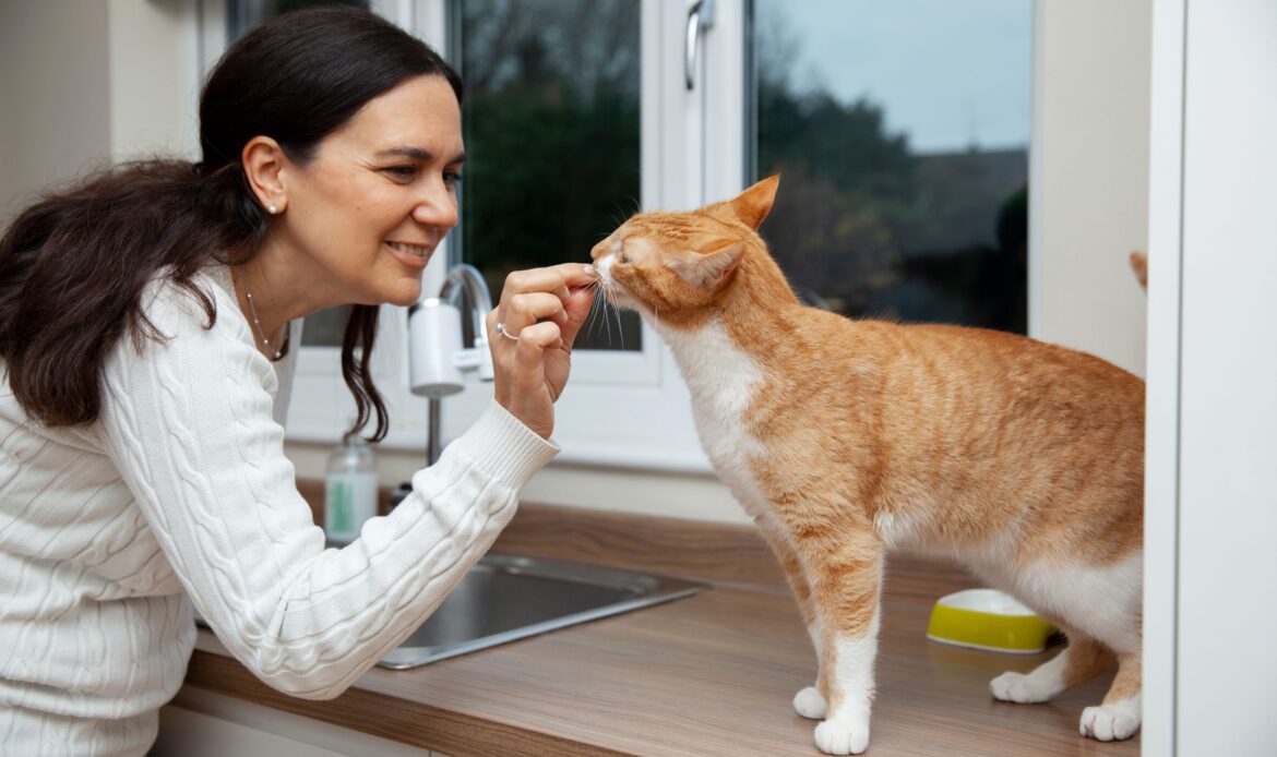 cat sitting in west palm beach