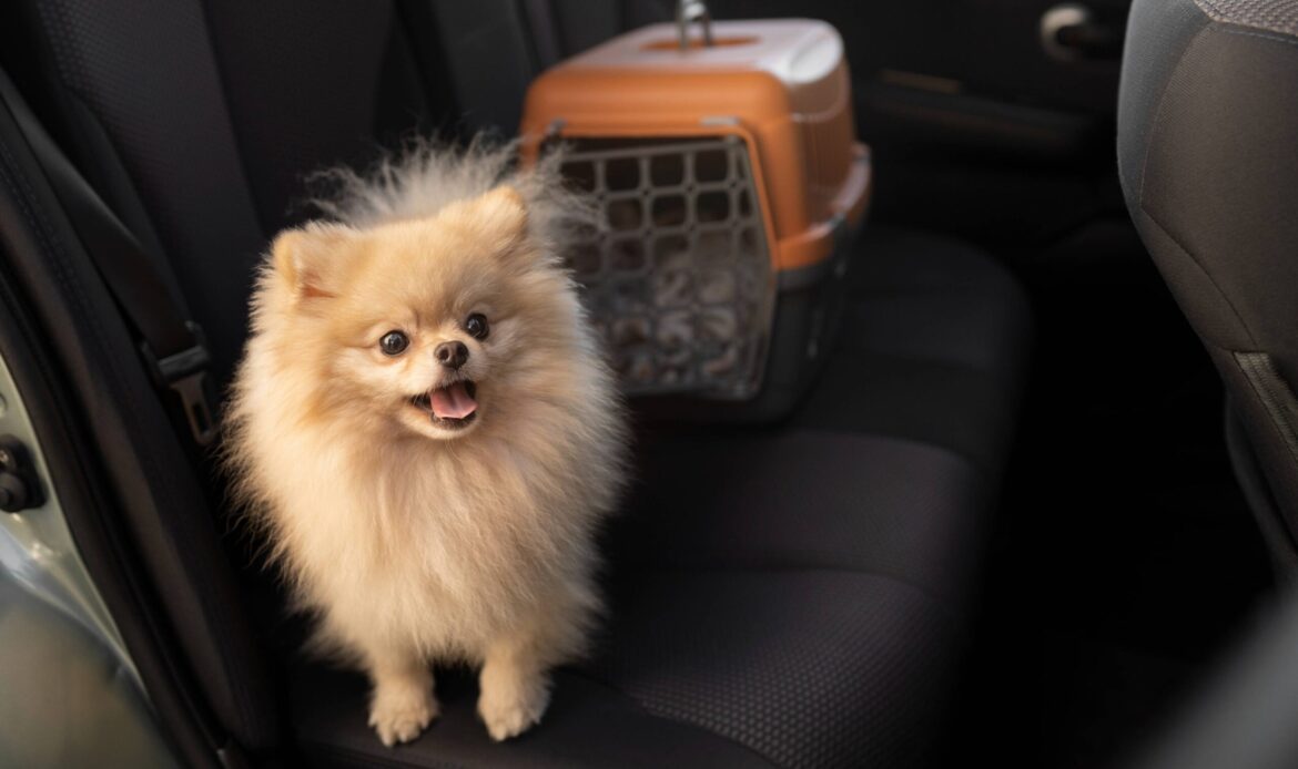 Dog Pet Taxi West Palm Beach by Pet Care With Love