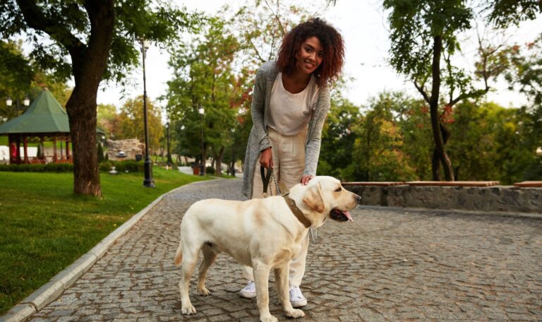 Dog walking West Palm Beach pet owner walking a Labrador retriever in a local park